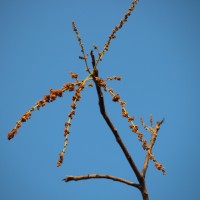 Lannea coromandelica (Houtt.) Merr